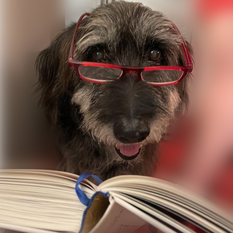 Be just dog Weilheim